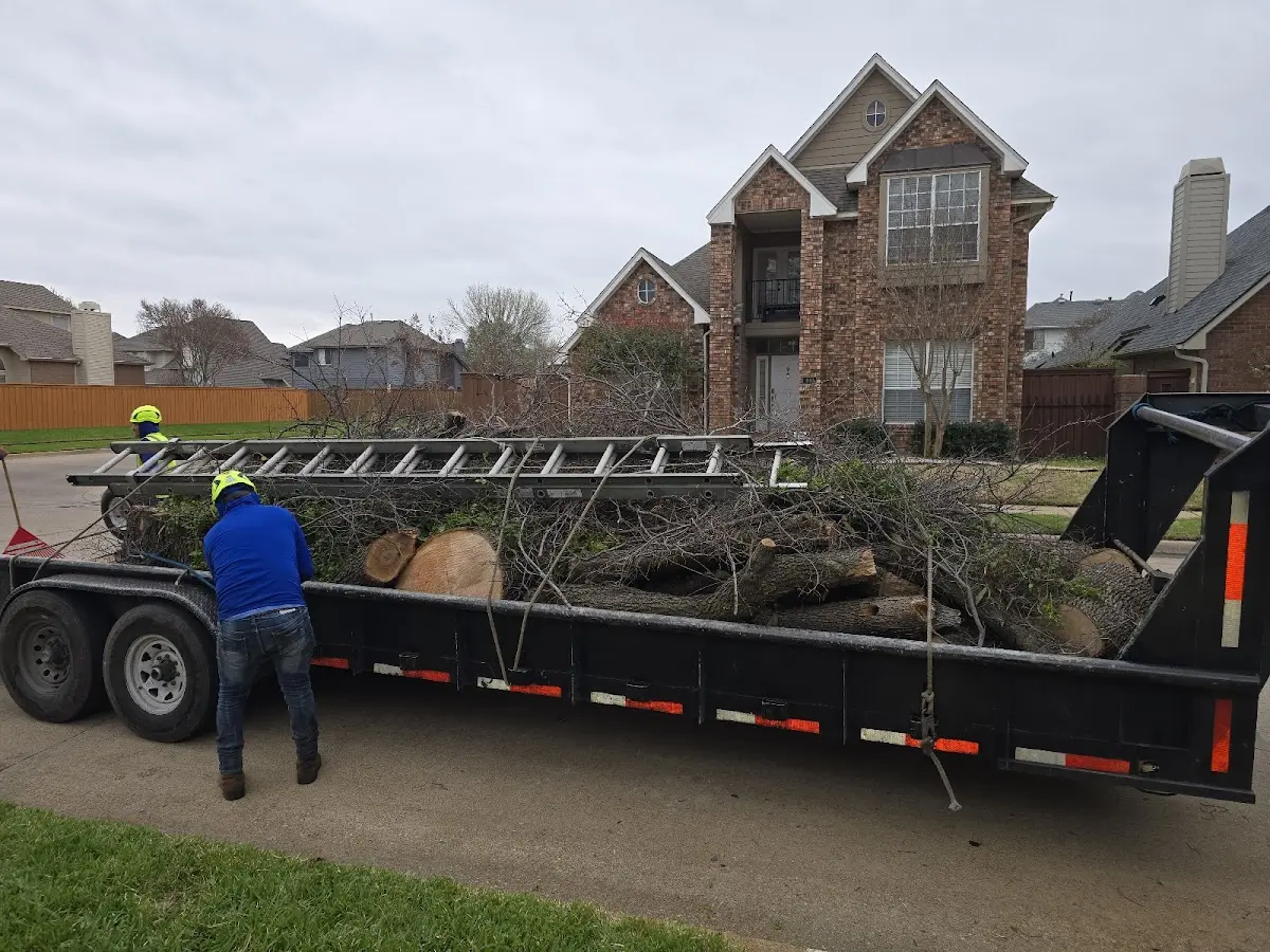 Expert Tree Removal with proper safety equipment in Westwood
